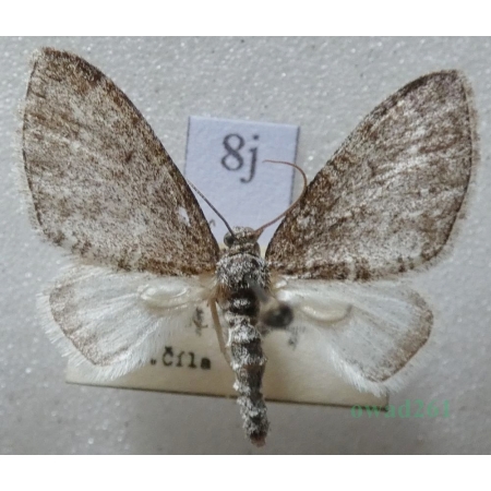Lobophora halterata (Hufnagel, 1767) Płatynka osikówka Czech8j